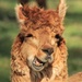 llama laugh by callymazoo