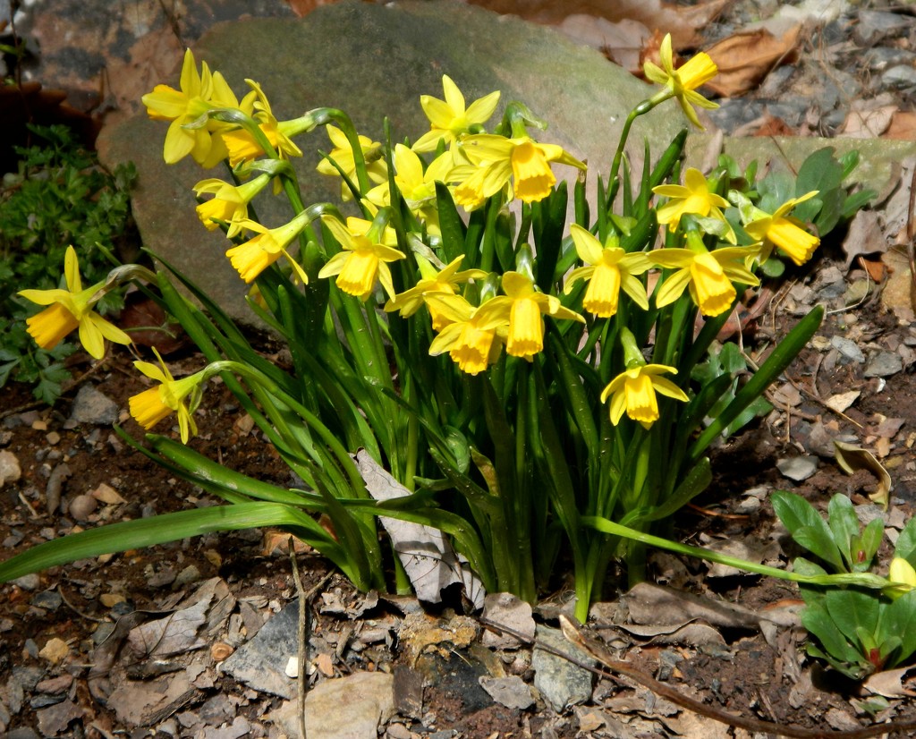 Mini Daffodils by jo38
