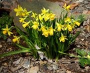 25th Apr 2015 - Mini Daffodils
