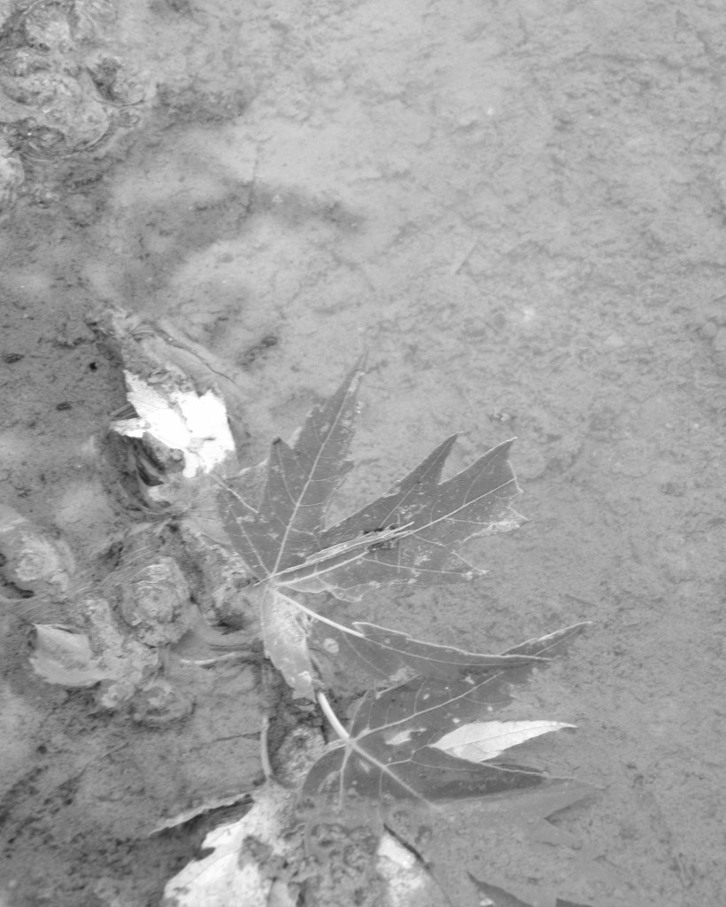 Maple Leaves in the Puddle by daisymiller