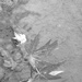 Maple Leaves in the Puddle by daisymiller