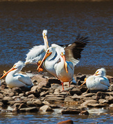 26th Apr 2015 - American White Pelicans