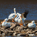 American White Pelicans by tosee