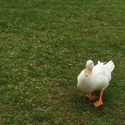 27th Apr 2015 - White duck waddle!