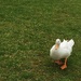 White duck waddle! by homeschoolmom