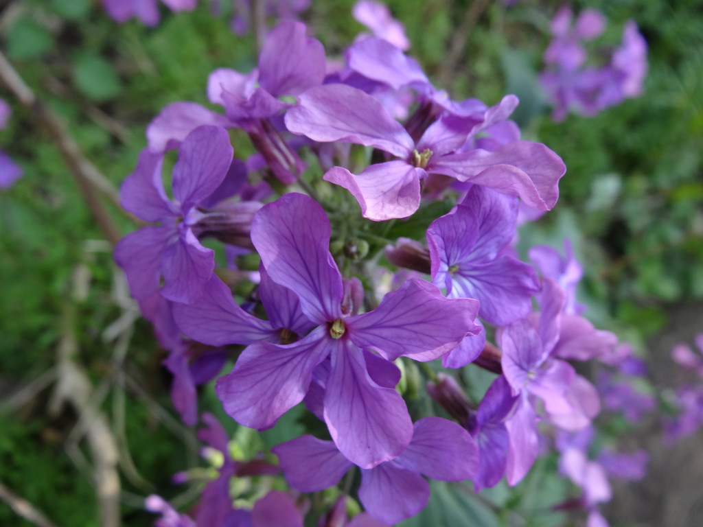 PURPLE FLOWER by dollydoug