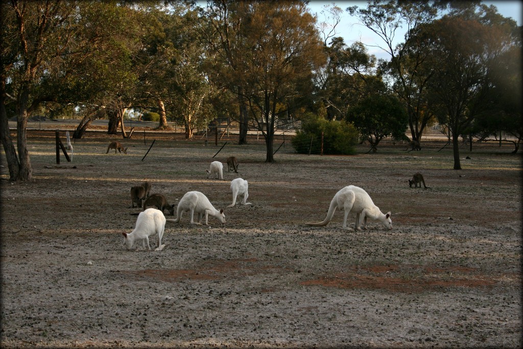 Bordertown White Kangaroos by cruiser