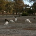 Bordertown White Kangaroos by cruiser