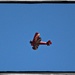 Biplane as it Flew over Our Deck by markandlinda