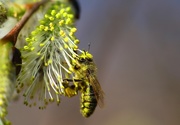 26th Apr 2015 - Gatherer Bee
