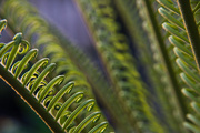 26th Apr 2015 - new fronds