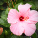 Pink Flower  by rickster549