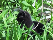 25th Apr 2015 - Cat In Long Grass