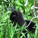 Cat In Long Grass by randy23