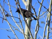 22nd Apr 2015 - Bird In Tree