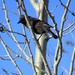 Bird In Tree by randy23
