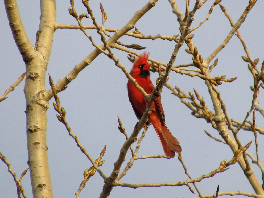 Cardinal In Tree by randy23