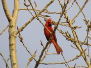 14th Apr 2015 - Cardinal In Tree