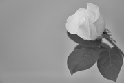 26th Apr 2015 - A Rose