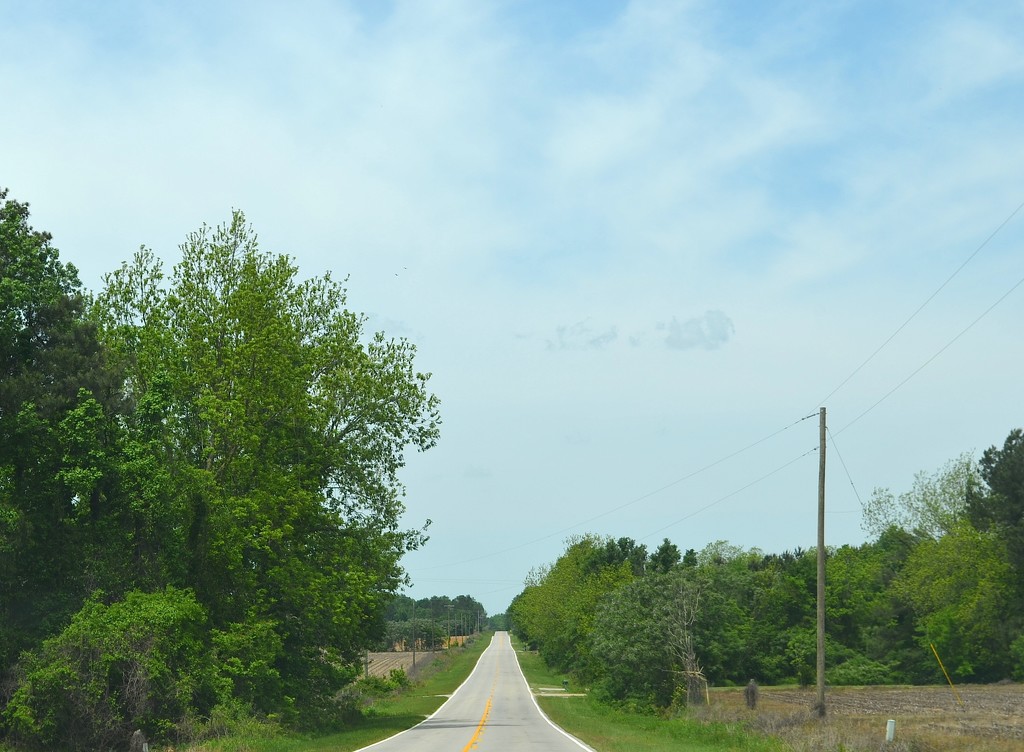 Heading down a country road last week. by congaree