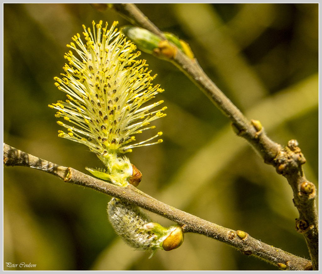 Catkin by pcoulson