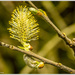 Catkin by pcoulson