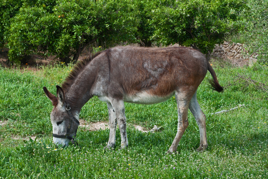 Donkey  by philbacon