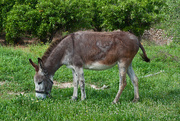 25th Apr 2015 - Donkey 