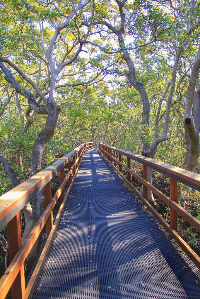 Mangrove boardwalk by corymbia