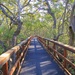 Mangrove boardwalk by corymbia