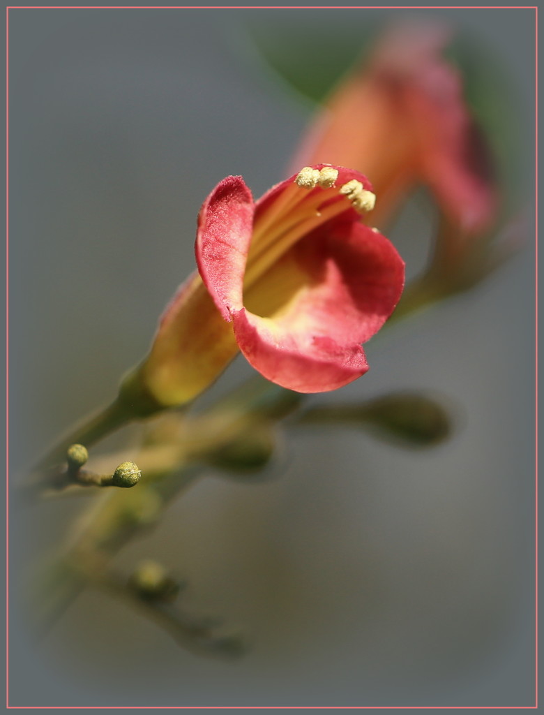 Puriri flower by dide