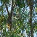 Alfresco dining by koalagardens