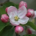 26 April 2015 Apple blossom by lavenderhouse
