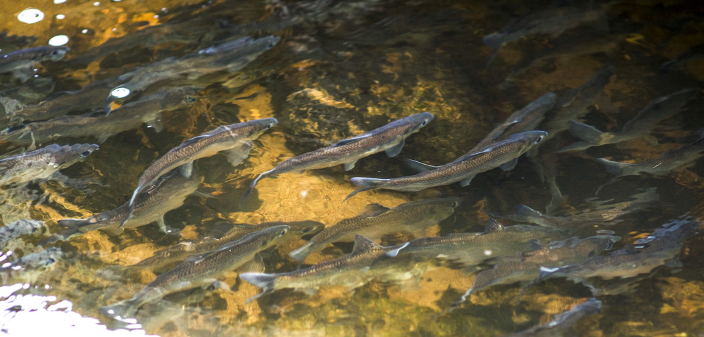 Herring, waiting on their way upstream to spawn by berelaxed