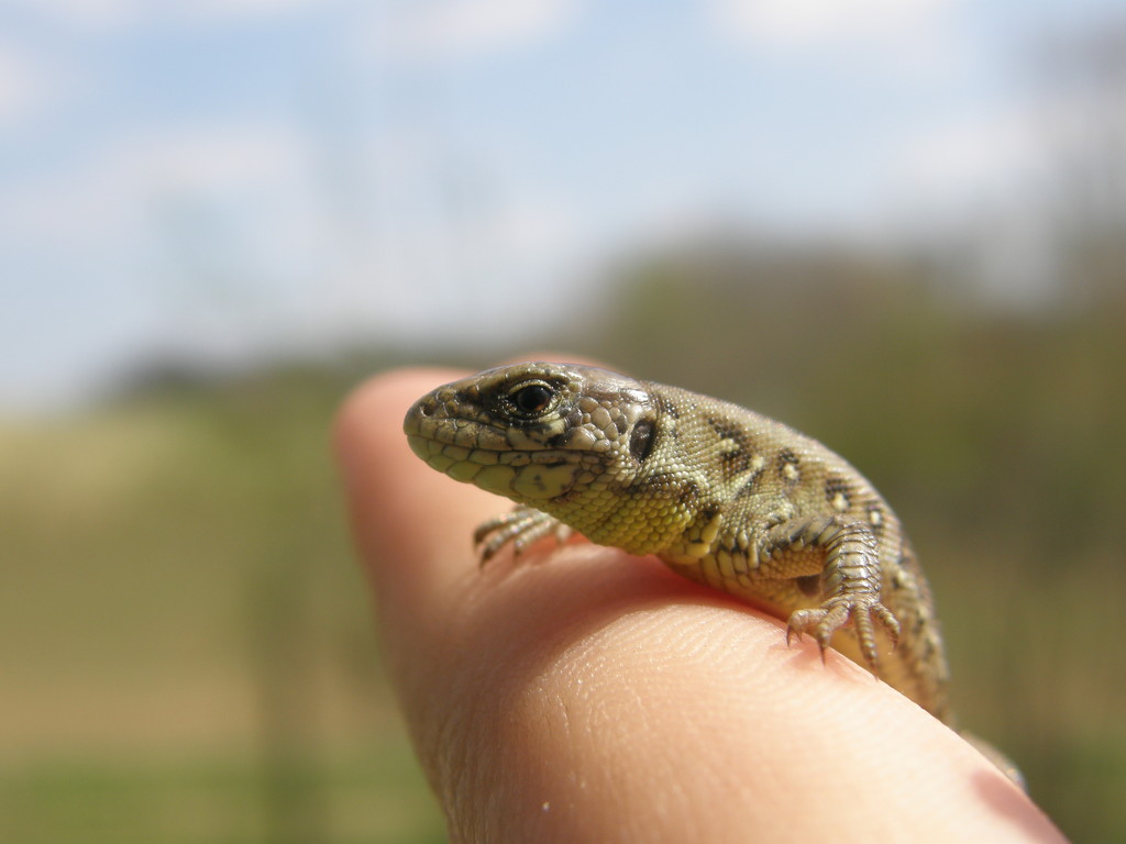 Tiny lizard by fortong