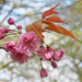 Cherry Blossom by philhendry