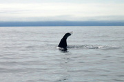 16th Jan 2009 - Sperm whale diving