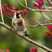  21st April 2015 - Goldfinch by pamknowler