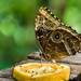 Brown Butterfly by salza