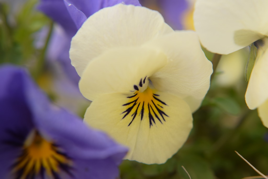 winter pansy by christophercox