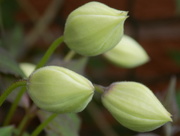 27th Apr 2015 - Clematis buds