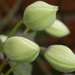 Clematis buds by flowerfairyann