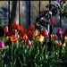 Tulips In the Park by lynnz