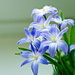 Blue flowers by elisasaeter