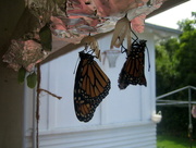 23rd Feb 2009 - Monarchs