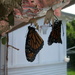 Monarchs by steveandkerry