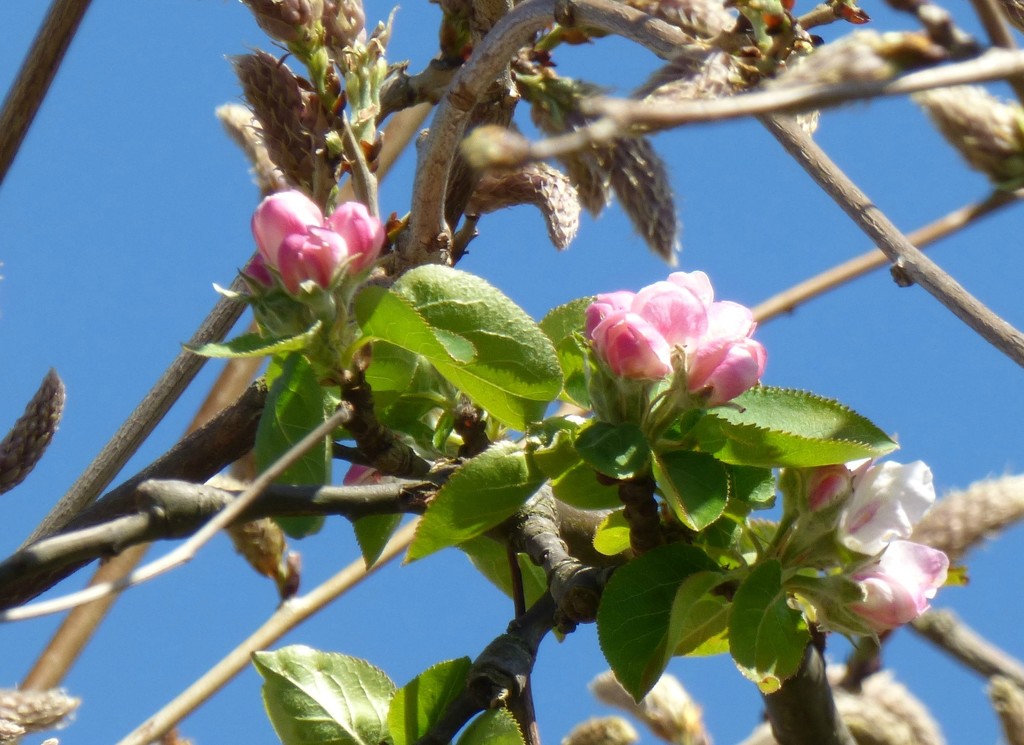 Apple blossom ! by beryl