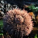 Sea urchin by callymazoo