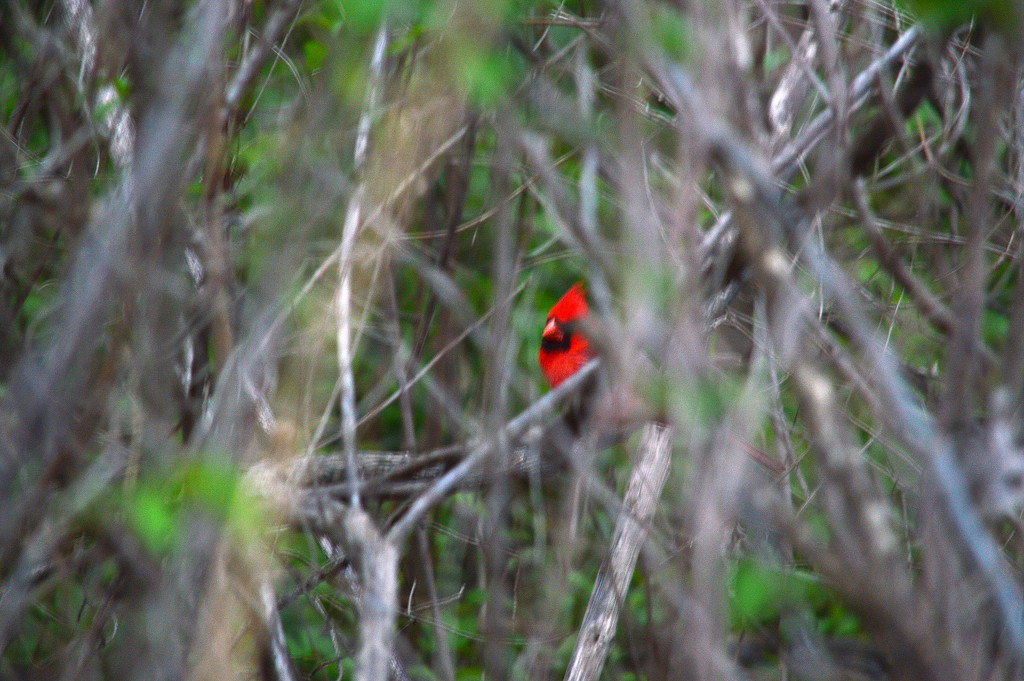 A Cardinal's Jungle by kareenking