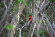 27th Apr 2015 - A Cardinal's Jungle